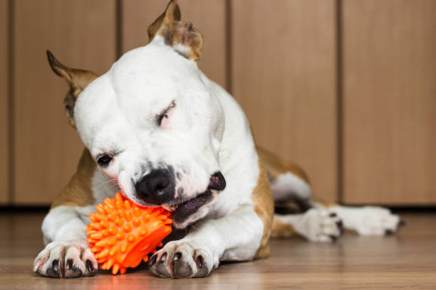 istock Playful and cute dog chewing a toy at home 922095042