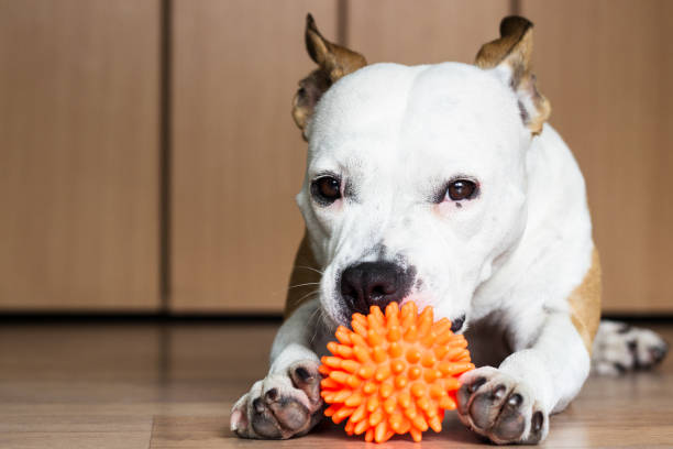 istock Playful and cute dog chewing a toy at home 922095100