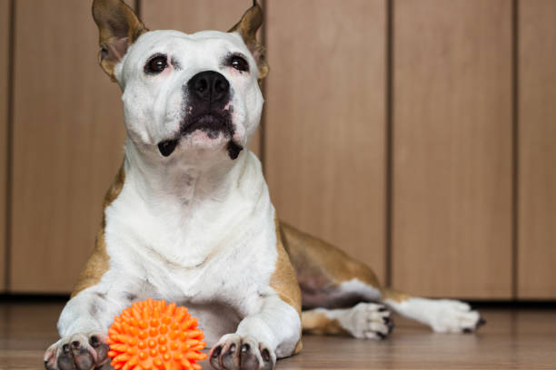 istock Dog playing with a toy 922095168