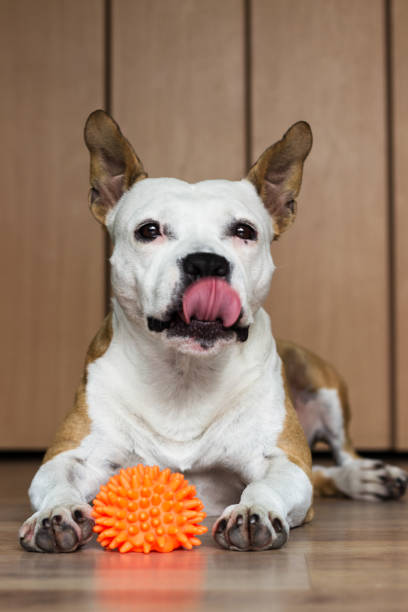 istock Dog playing with a toy 922095170