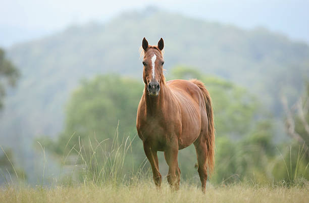 Horse in a Paddock stock photo