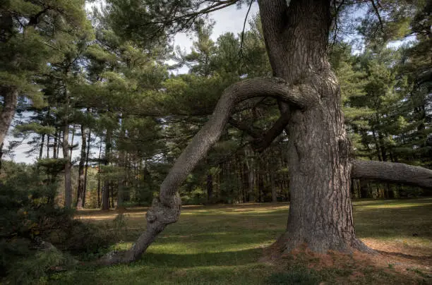 An ancient tree with drooping branch on the ground.