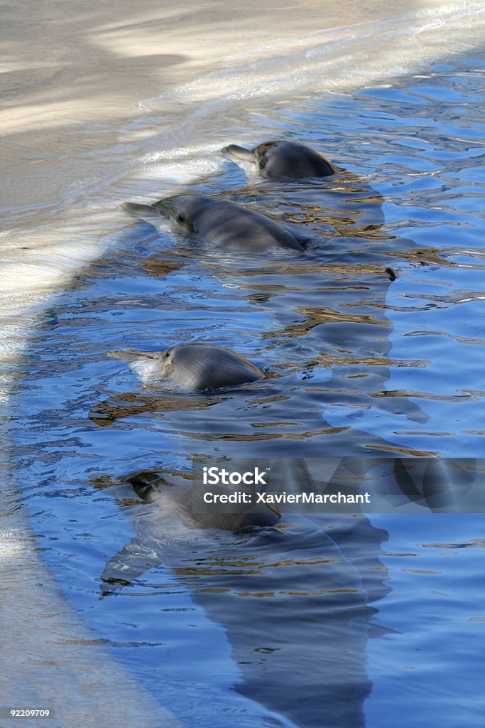 Línea de dolphin - Foto de stock de Amistad libre de derechos