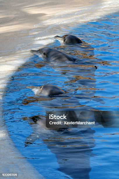 Línea De Dolphin Foto de stock y más banco de imágenes de Amistad - Amistad, Animal, Azul