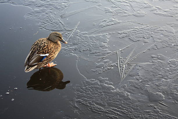 Duck on ice stock photo