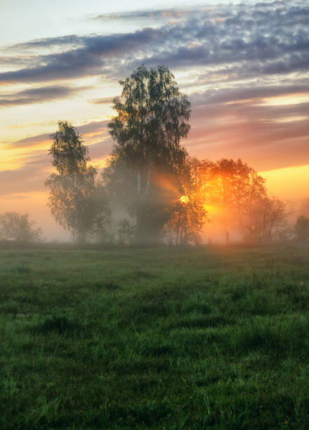 istock spring morning. a misty dawn in a picturesque meadow. Sun rays 922100014
