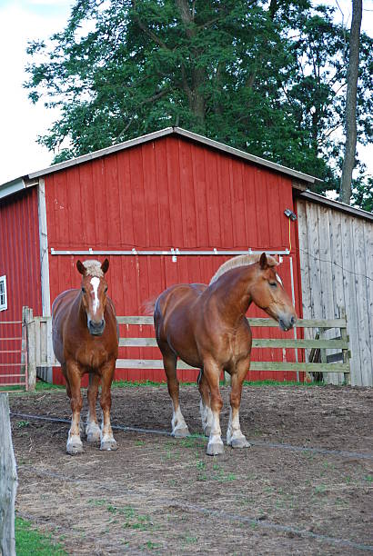 istock Horses in front of red barn 92210043