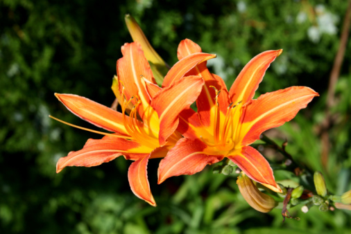 Orange-red royal lilies. Summer photo.