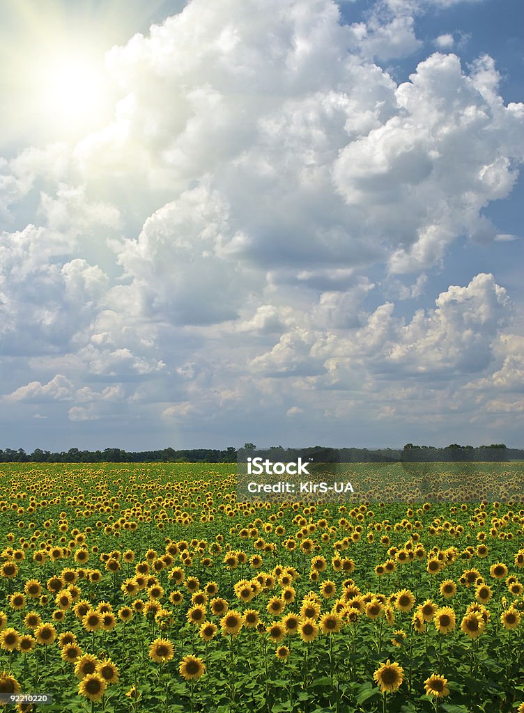 Sunflowers を背景にしたブルースカイ - まぶしいのロイヤリティフリーストックフォト