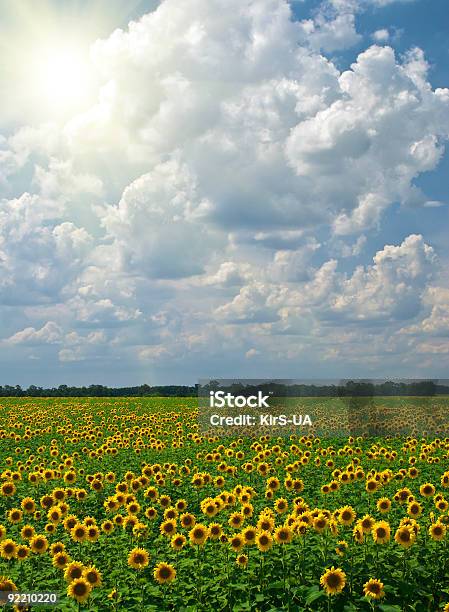 Sunflowers Sobre Um Fundo De Céu Azul Nublado - Fotografias de stock e mais imagens de Agricultura - Agricultura, Ajardinado, Amarelo