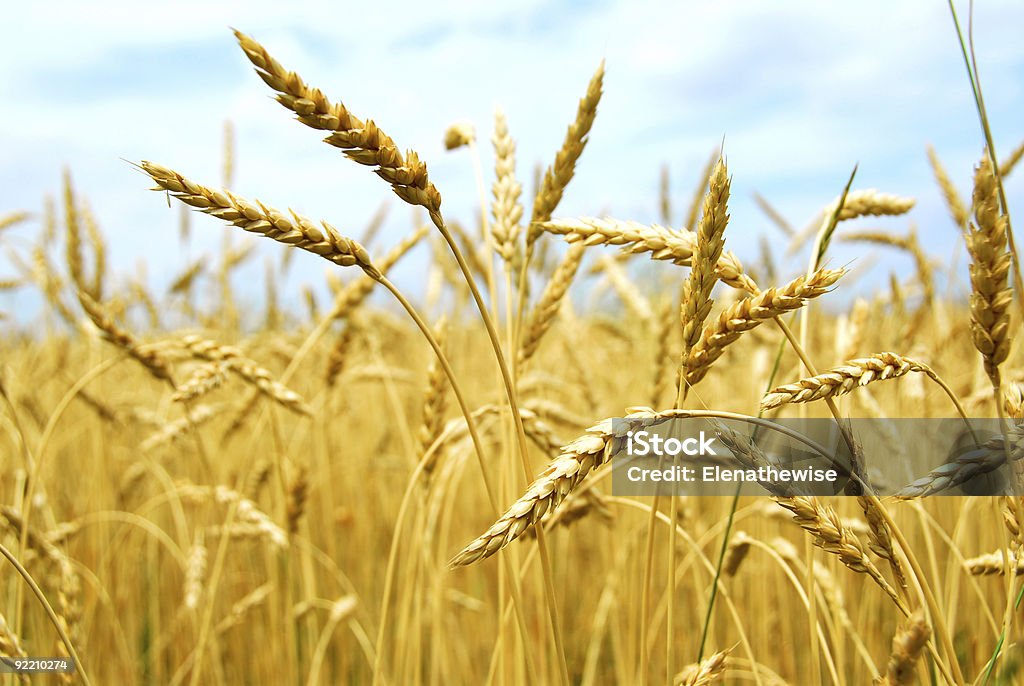 Grain field  Agricultural Field Stock Photo