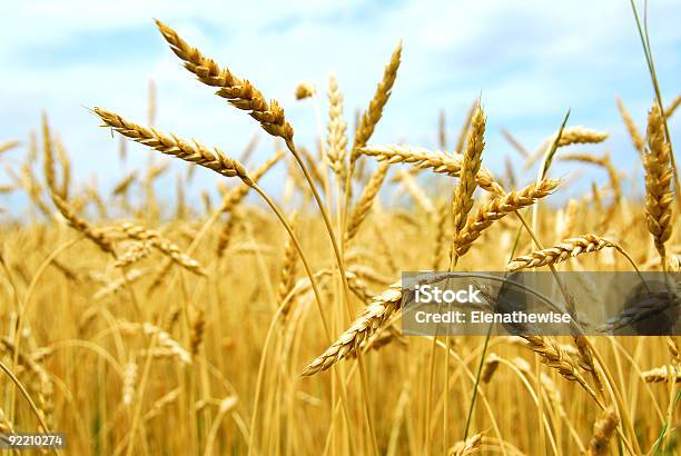 Grain Field Stock Photo - Download Image Now - Agricultural Field, Agriculture, Backgrounds