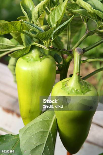 Peperoni La Maturazione Della Divisione - Fotografie stock e altre immagini di Acerbo - Acerbo, Agricoltura, Ambientazione esterna