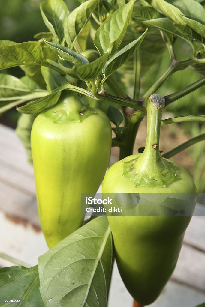 ペッパー ripening の植物 - オーガニックのロイヤリティフリーストックフォト