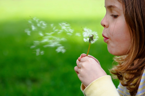 A girl blowing a dandelion flower against a background of green spring grass.