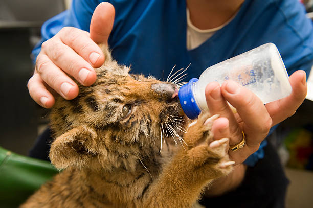 tiger cub suck milk from bottle - zoo stockfoto's en -beelden
