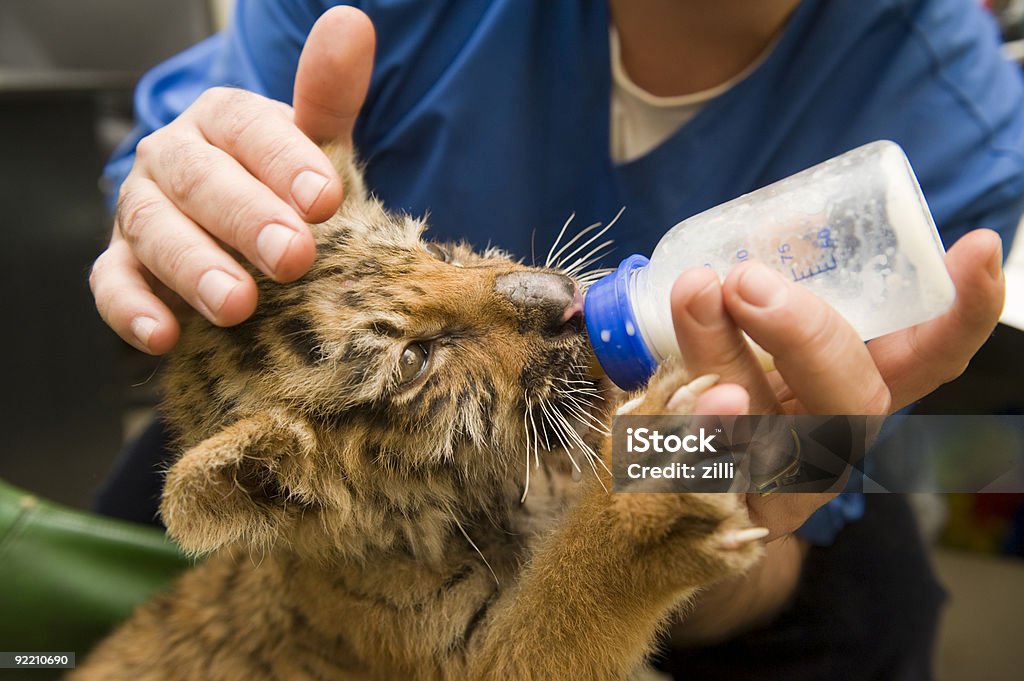 Tiger cub suck milk from bottle  Zoo Stock Photo