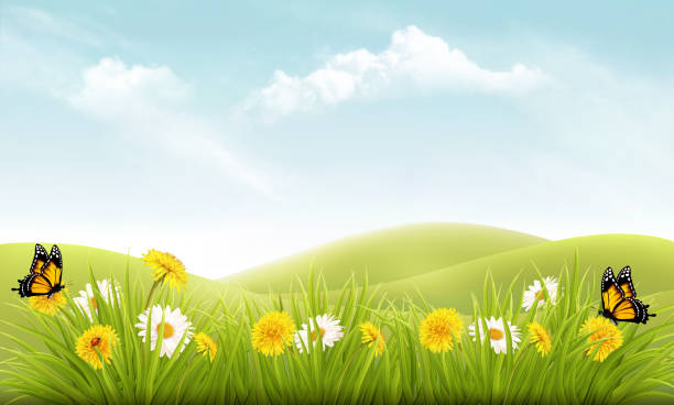 illustrazioni stock, clip art, cartoni animati e icone di tendenza di sfondo naturale con erba e fiori e farfalle. vettore. - gardening flower backgrounds beauty in nature