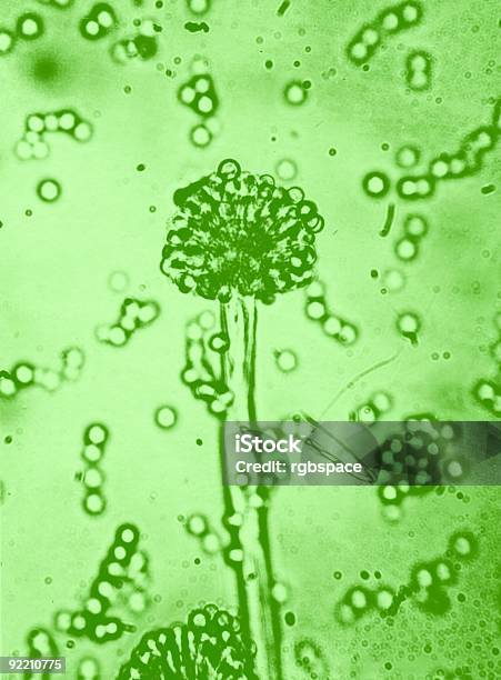 Photo libre de droit de Microbiologie banque d'images et plus d'images libres de droit de Abstrait - Abstrait, Bacillus Subtilis, Bactérie