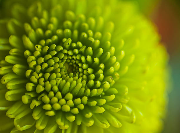Spring Green: Flower closeup stock photo