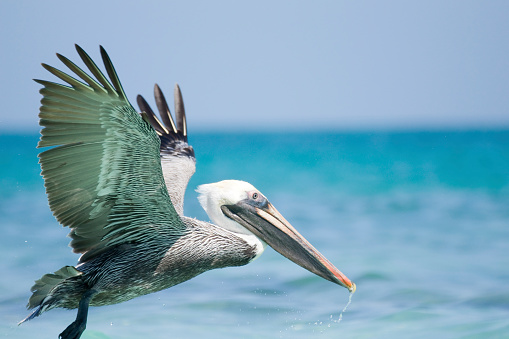 A large brown pelican flying in the morning above the sea.
