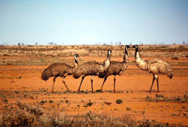 outback-emus - desert animals stock-fotos und bilder