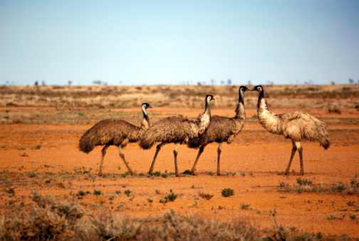 An Emu and its chicks by the roadside at Denham, Western Australia.