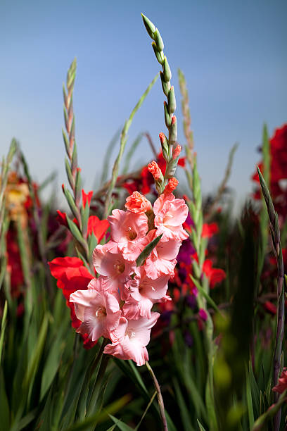 flower field stock photo