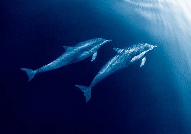 delfin duo - two dolphins zdjęcia i obrazy z banku zdjęć