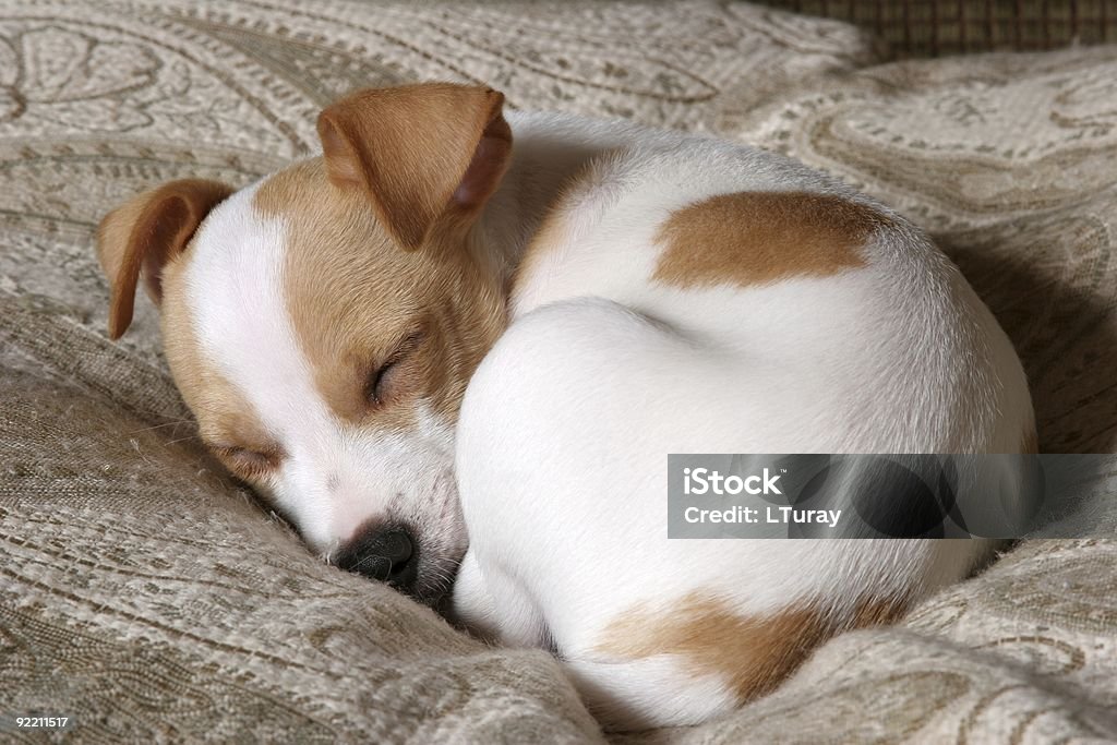 Sweet Dreams  Dog Stock Photo