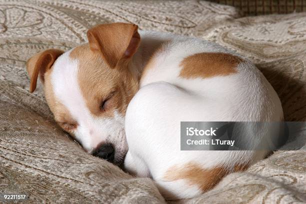 Sweet Dreams Stock Photo - Download Image Now - Dog, Sleeping, Curled Up