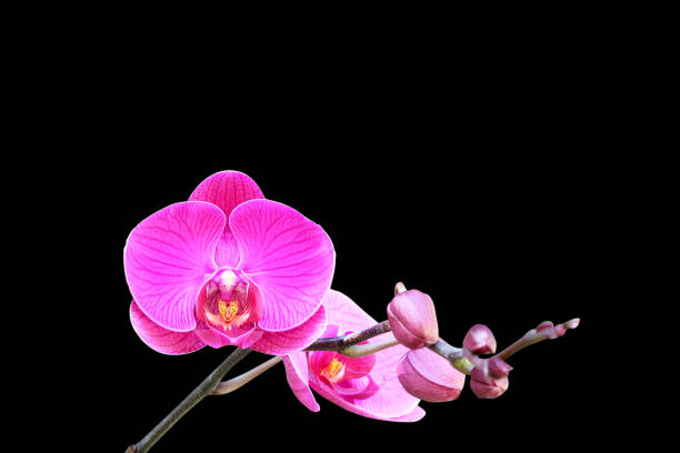 istock Pink orchid isolated on black background 922117490