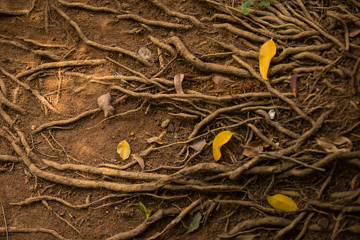 tangled roots of ficus magnolioide