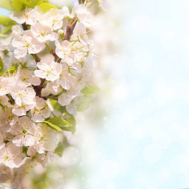 istock Soft Wallpaper With Blooming garden 922117786
