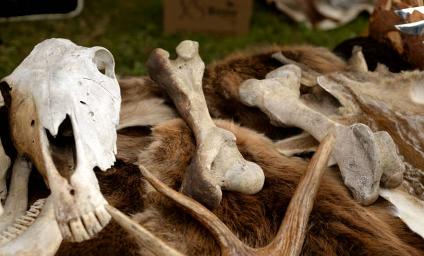 istock Bones and skull of animals. 922118012