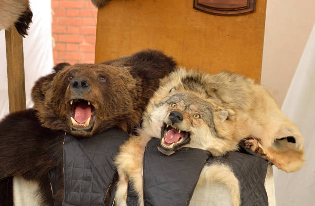istock The skin of a bear and a wolf. 922118024