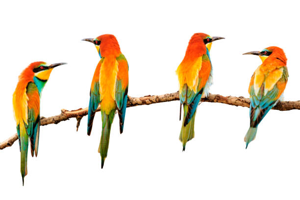 istock birds painted in bright colors sitting on a branch 922120256
