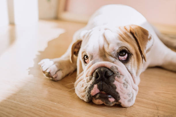 istock Funny english bulldog 922120354