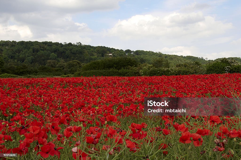 De pavot Field - Photo de Angleterre libre de droits