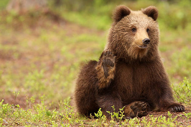 istock Cute brown bear cub waving with its paw at you 92212838
