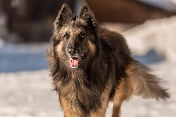 pastor belga tervueren - perros corriendo en la nieve en invierno- - tervueren fotografías e imágenes de stock