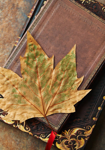 istock Dry autumn leaf on an old style book 922129824