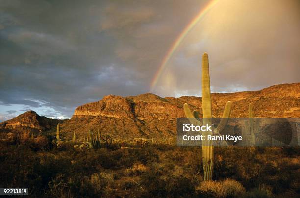 Rainbowkaktus Stockfoto und mehr Bilder von Regenbogen - Regenbogen, Kaktus, Arizona