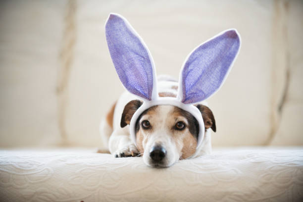 Cute Jack Russel dog wearing rabbit's ears  during Easter holidays. Horizontal indoors with copy space. This was taken in Quebec, Canada.