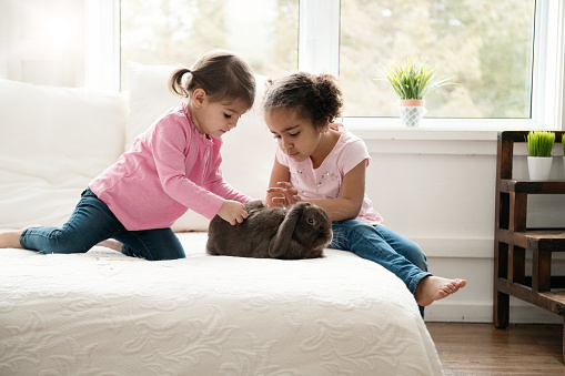 Two sweet little girls sit on bed with a cute rabbit ram during Easter holidays. They wear a pink top. One of them is mixed race. They are 2.5 and 4 years old. The bed and cushion are white. Horizontal indoors waist up shot with copy space. This was taken in Quebec, Canada.