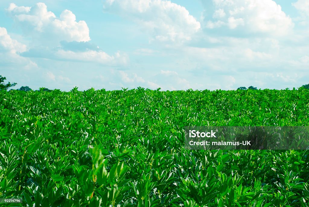 Campo Verde - Foto de stock de Agricultura royalty-free