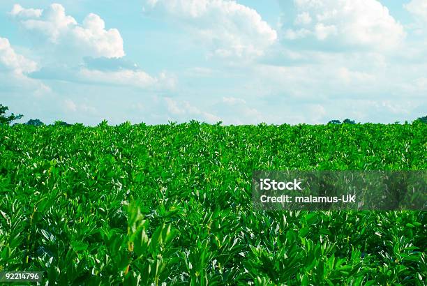 Foto de Campo Verde e mais fotos de stock de Agricultura - Agricultura, Brilhante - Luminosidade, Campo