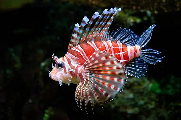 Dwarf lionfish 3