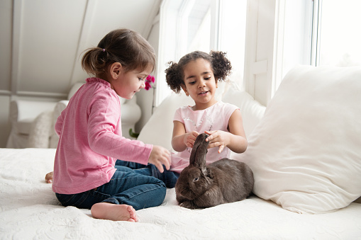 Two sweet little girls sit on bed with a cute rabbit ram during Easter holidays. They wear a pink top. One of them is mixed race. She play with the rabbit's ears. They are 2.5 and 4 years old. The bed and cushion are white. Horizontal indoors waist up shot with copy space. This was taken in Quebec, Canada.