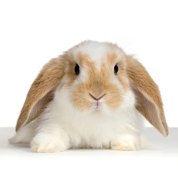 close-up on a Lop Rabbit in front of a white background and looking at the camera.